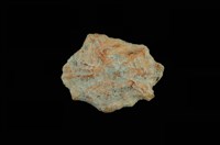 藏品(星笠螺)的圖片